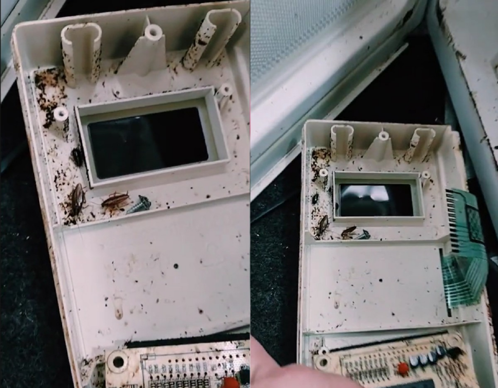 Viral mostra baratas infestando micro-ondas: veja motivo e como evitar
